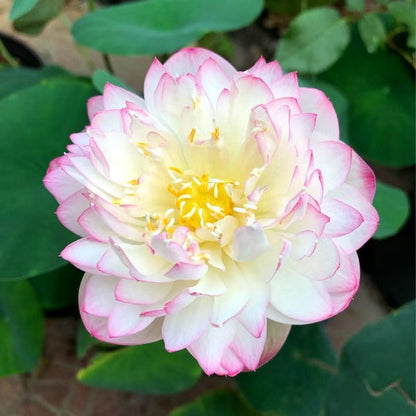 🔥 [7 days germination] Last Day Sale -49% OFF💐The Sacred Bonsai Bowl Lotus Flower