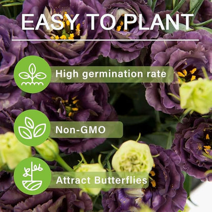 🔥Last Day 49% Discount - Sowing Lisianthus Flower Seeds for All Seasons🌿Suitable for Beginners