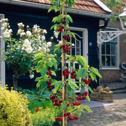 🏆75K+ SOLD! 🌳Cherry Tree Seeds – Delicious, Fresh Cherries Await!