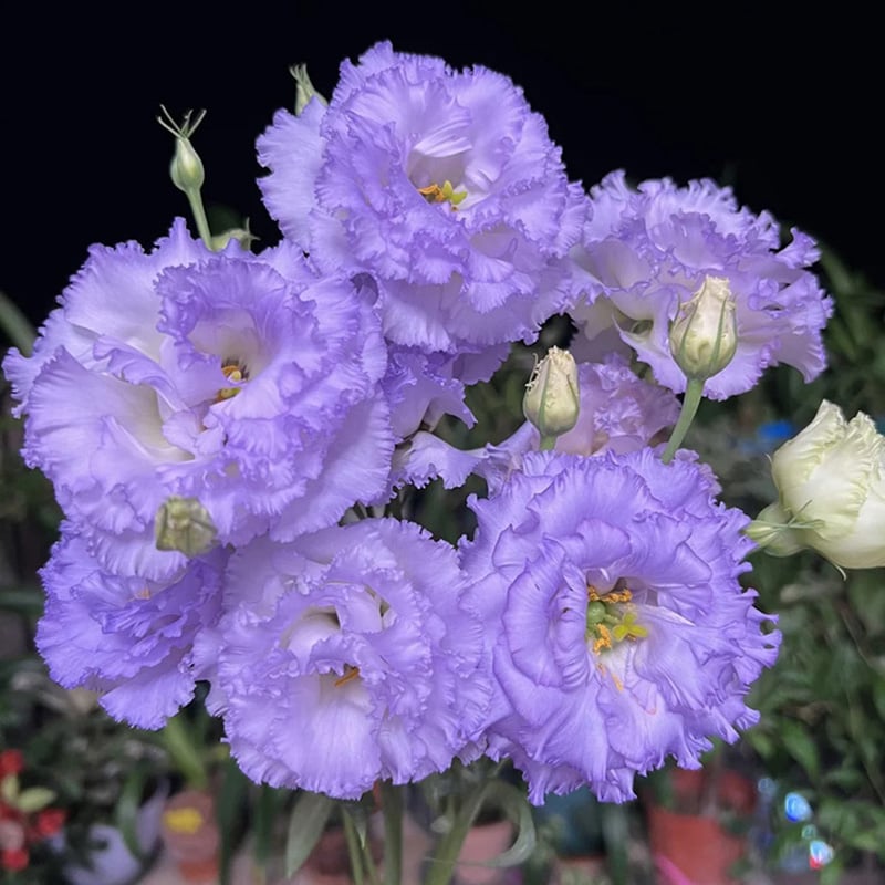 🔥Last Day 49% Discount - Sowing Lisianthus Flower Seeds for All Seasons🌿Suitable for Beginners