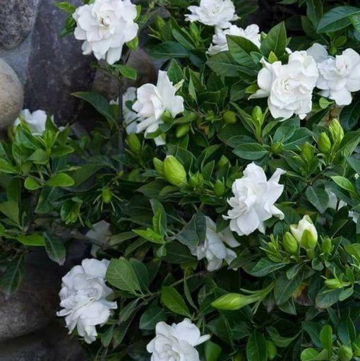 🔥Last Day 49% OFF-Double Jasmine Seeds🌿