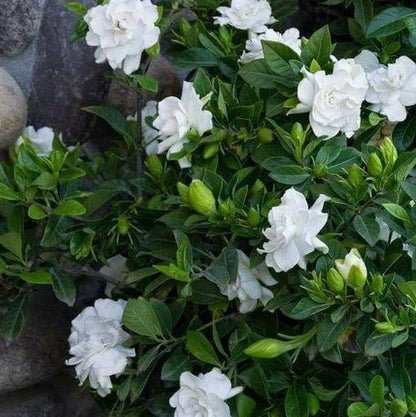 🔥Last Day 49% OFF-Double Jasmine Seeds🌿