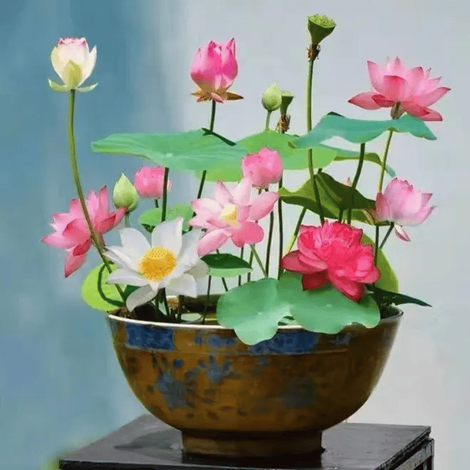 🌸[7 days germination]💐The Sacred Bonsai Bowl Lotus Flower